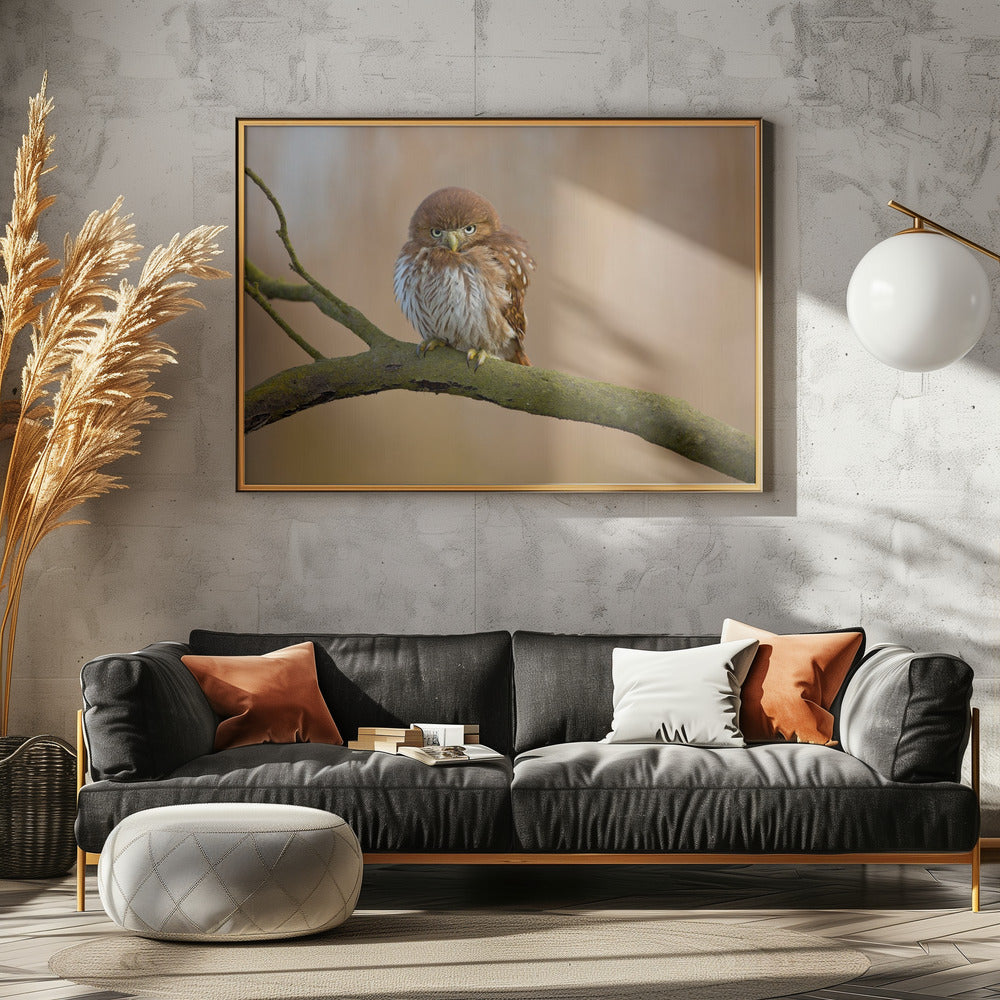 Ferruginous pygmy owl | Poster