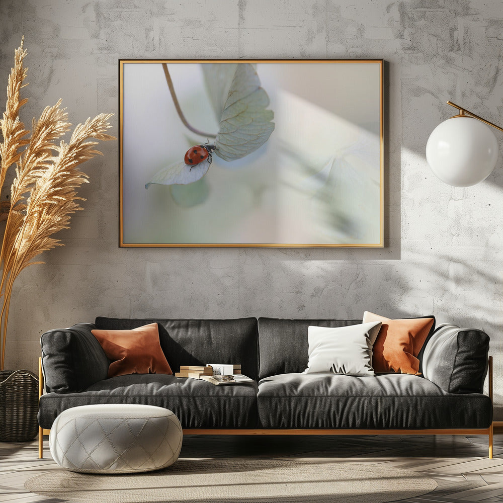 Ladybird on blue-green hydrangea | Canvas