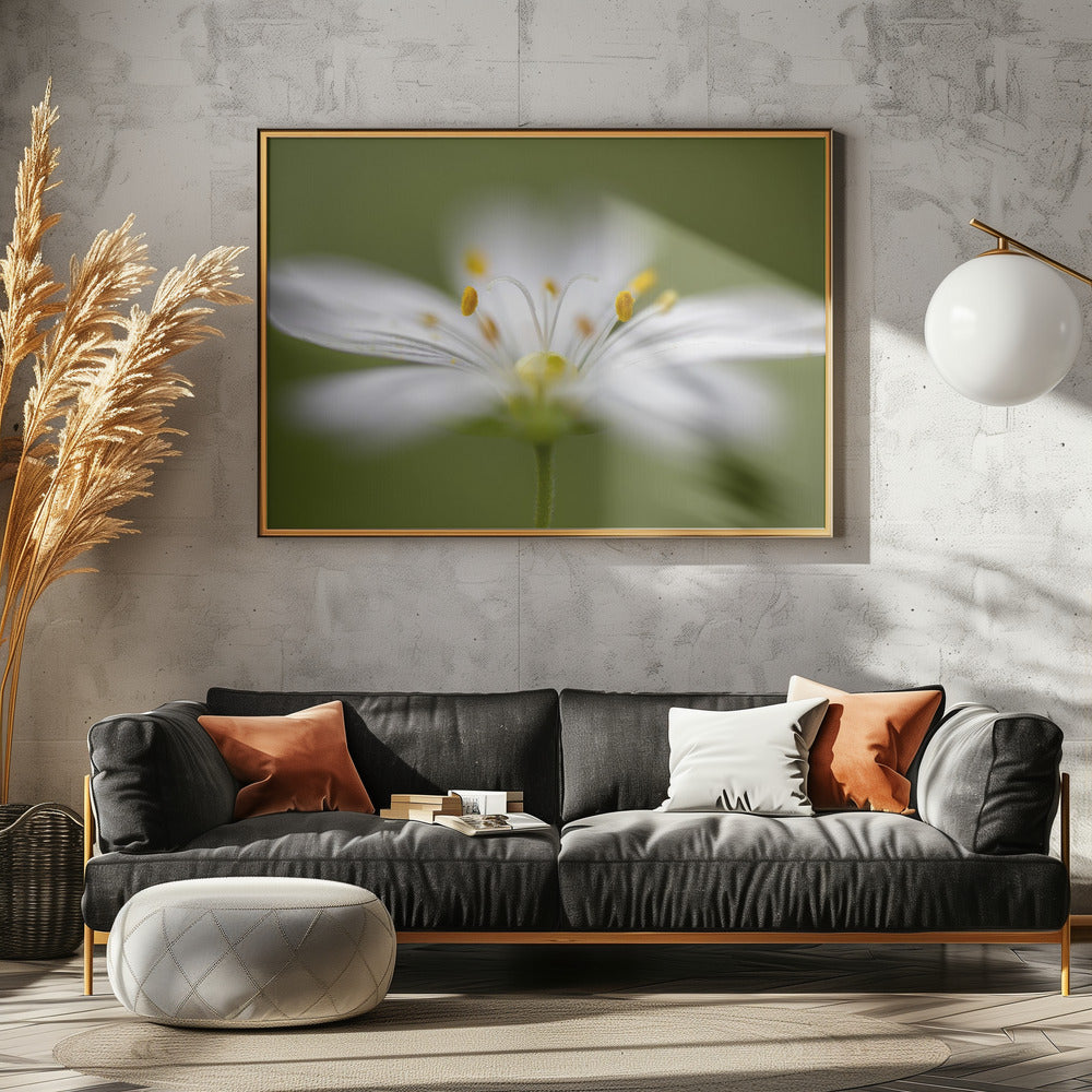 Softly Stitchwort | Canvas