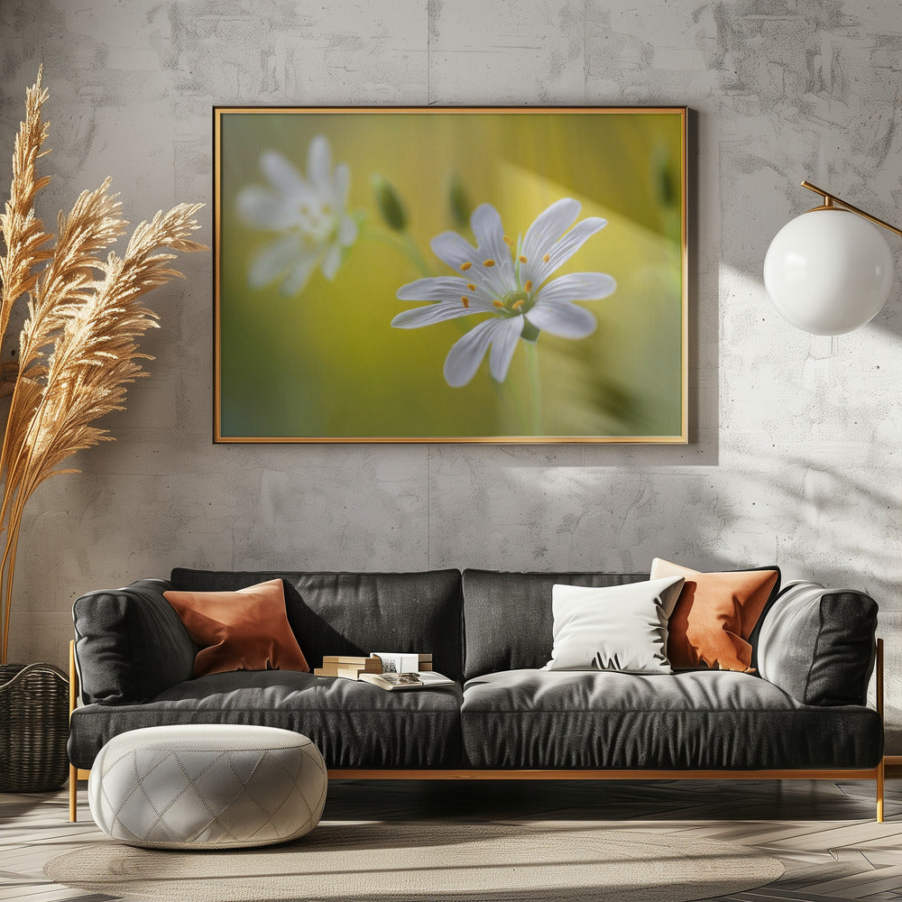 Stitchwort | Canvas