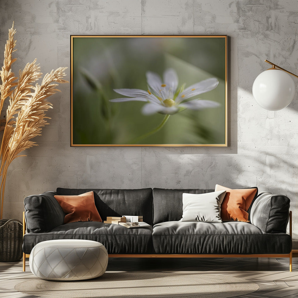 Stitchwort | Canvas