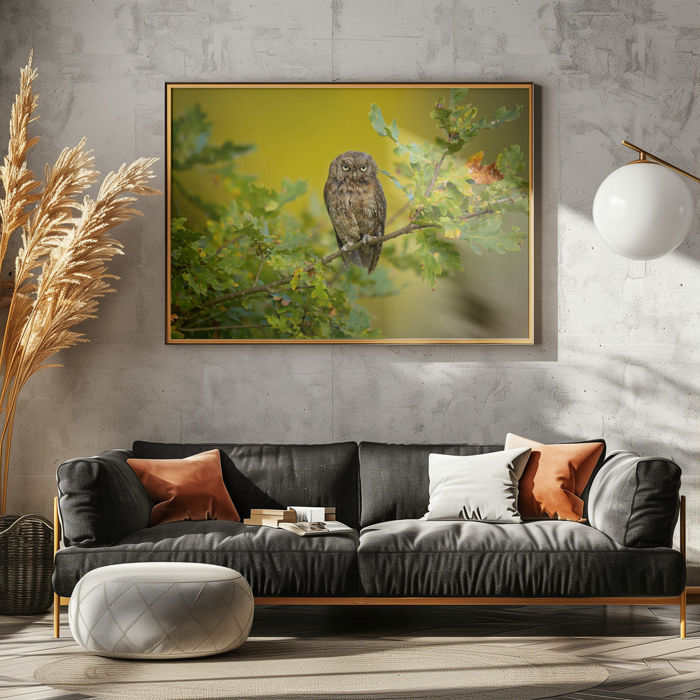 Eurasian Scops Owl | Canvas