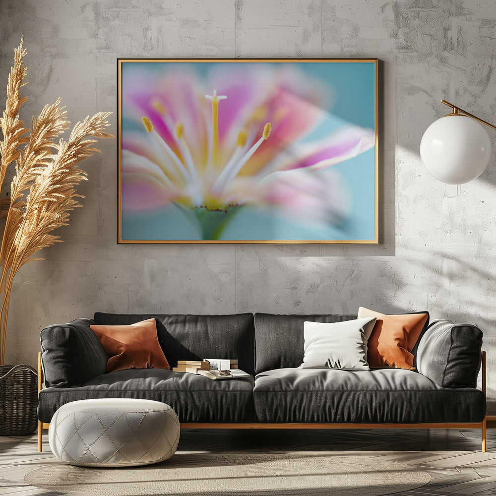Lewisia | Poster