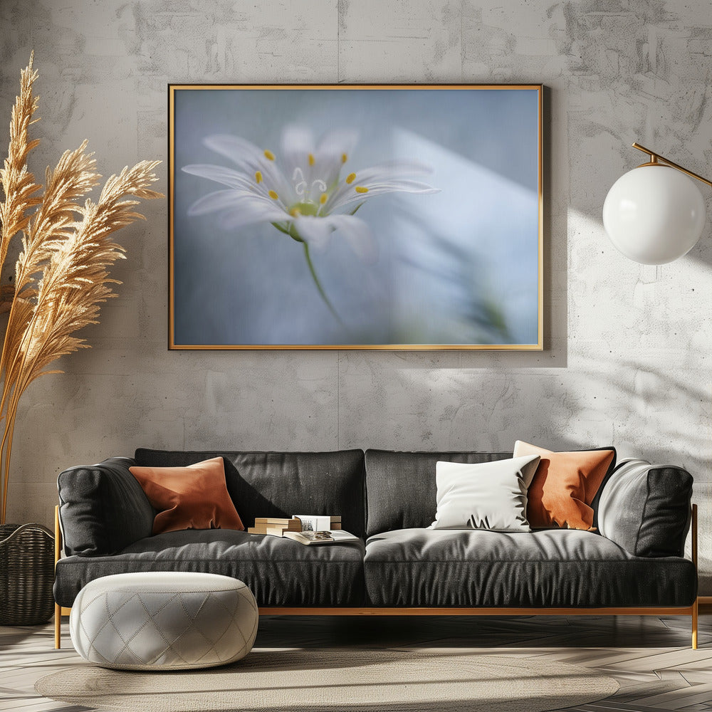 Greater Stitchwort | Canvas