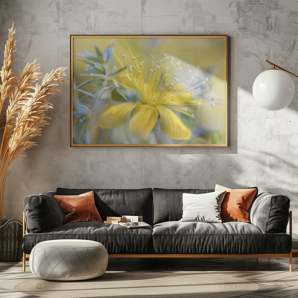 Hypericum | Canvas