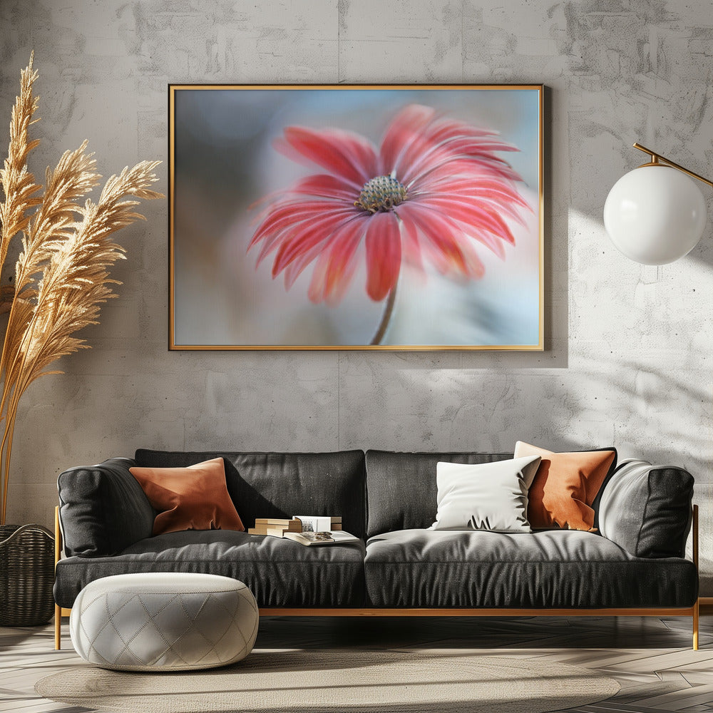 Cape Daisy* | Poster