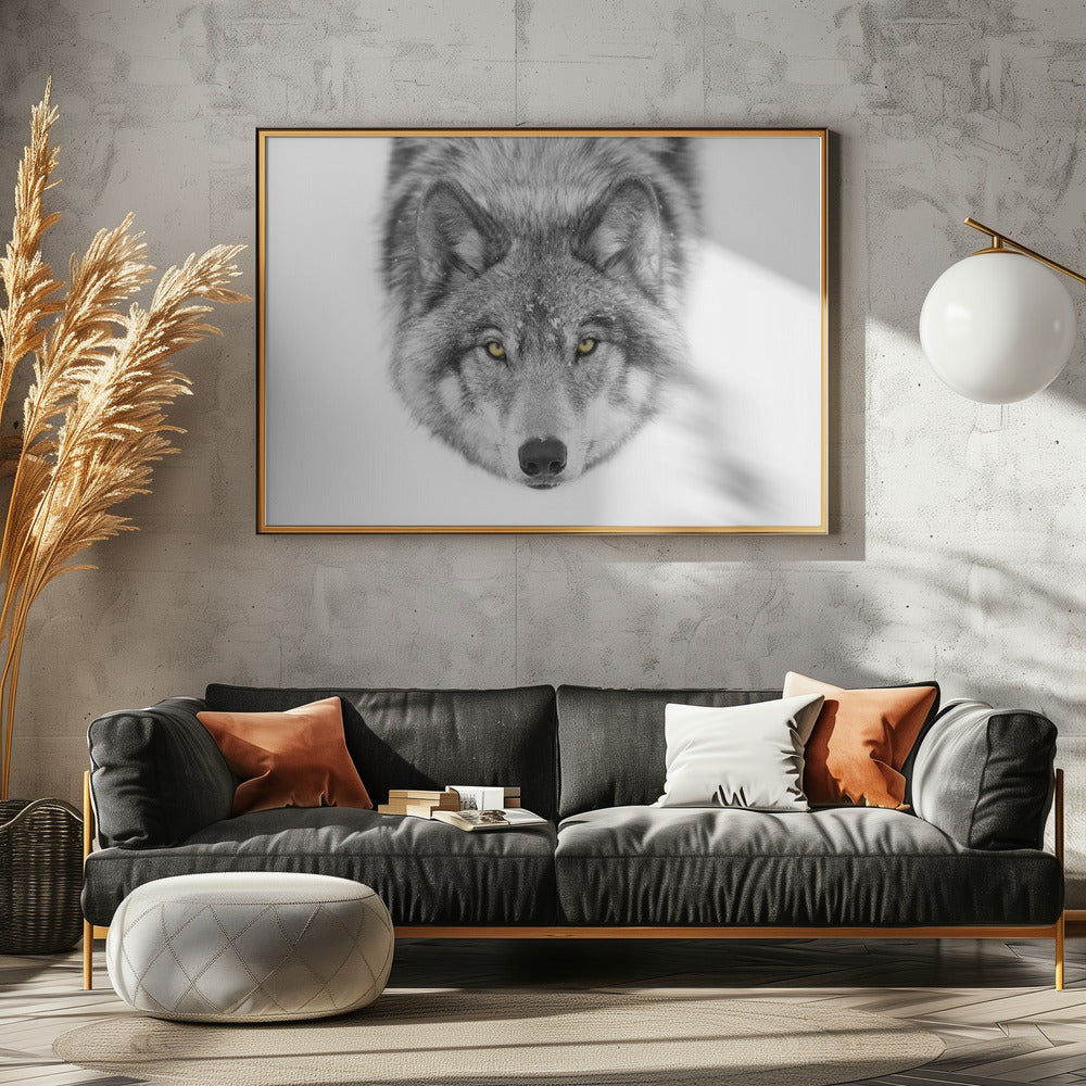 Yellow eyes - Timber Wolf | Poster