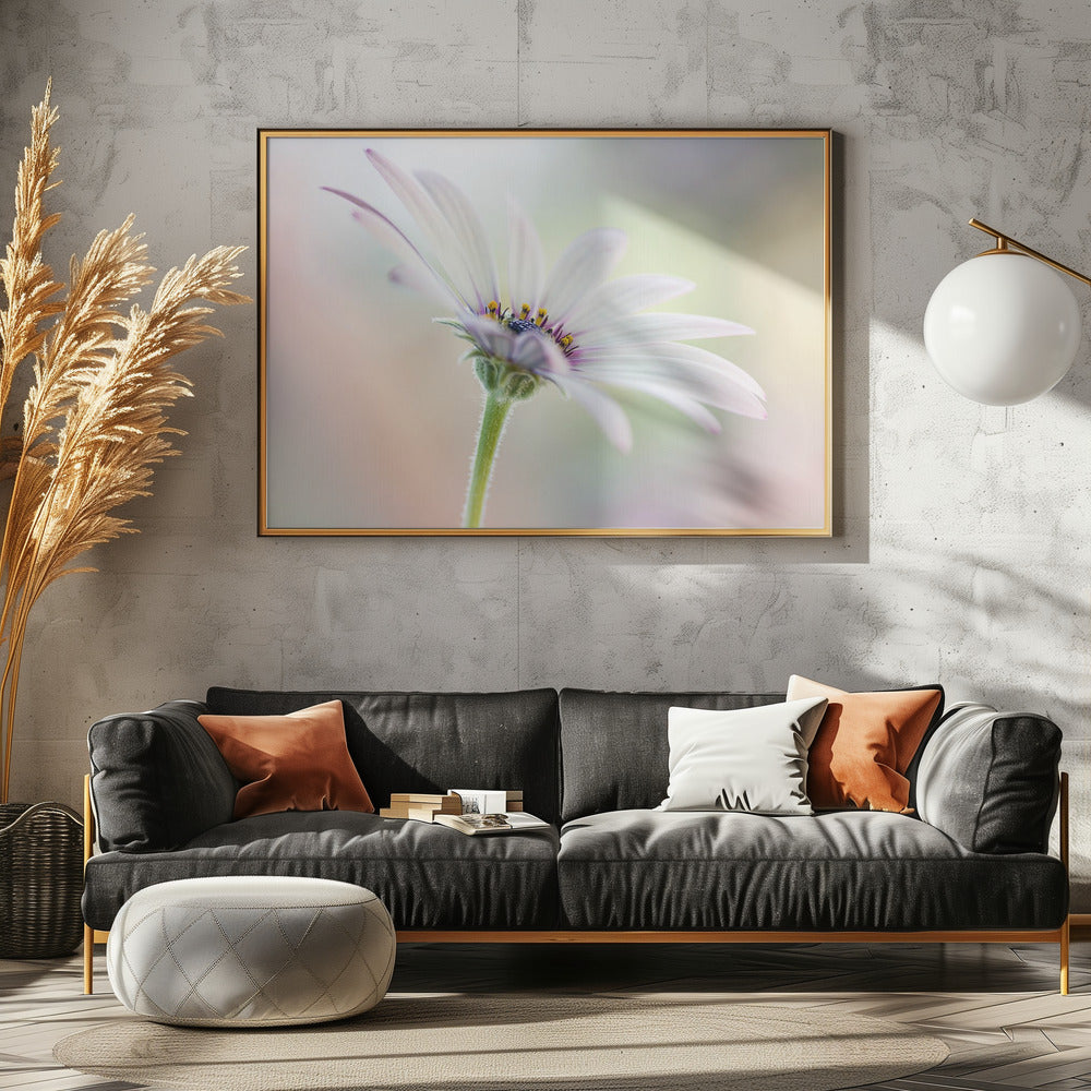 Cape Daisy | Canvas
