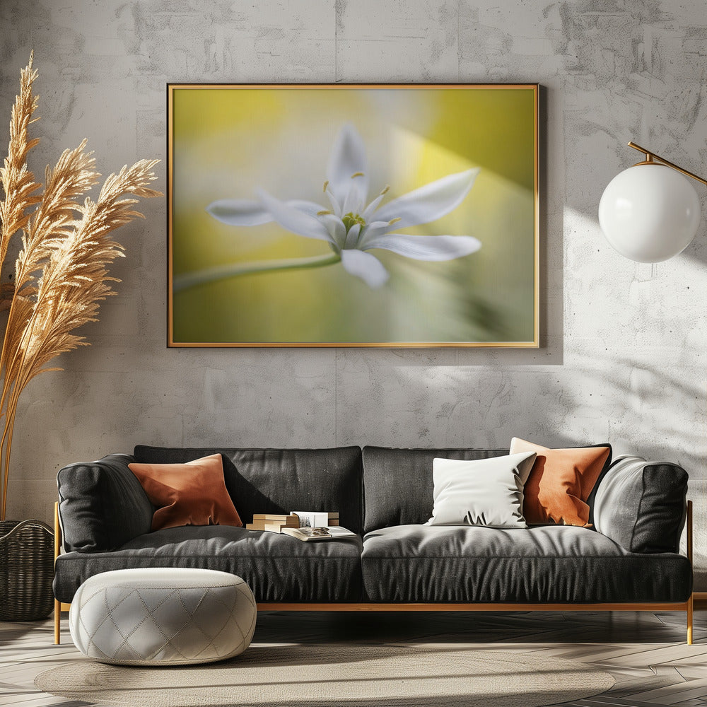 Ornithogalum | Poster
