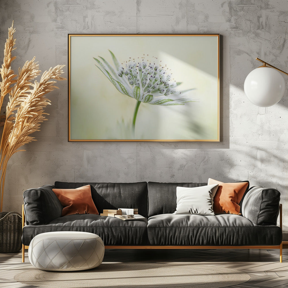 ~Astrantia~ | Canvas