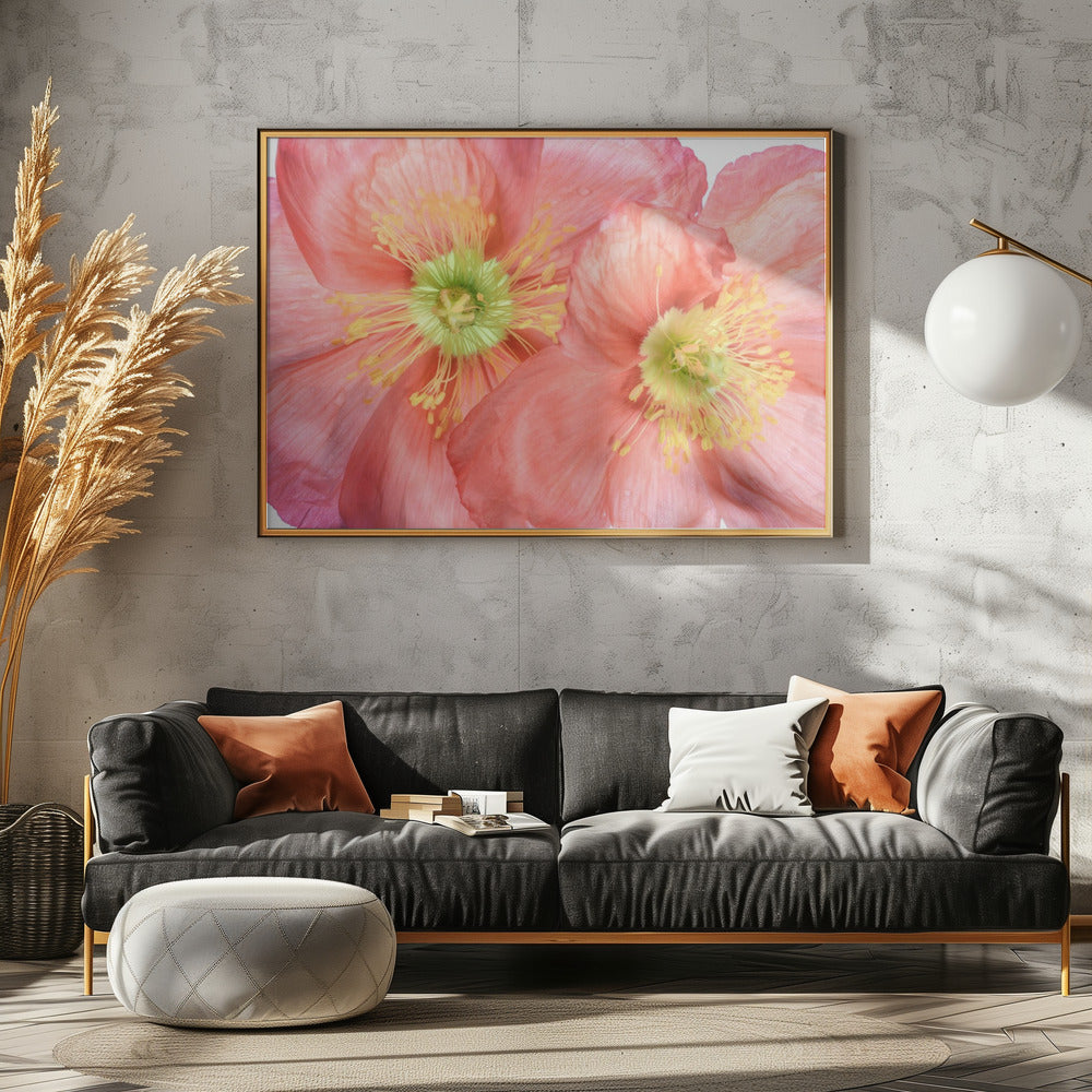Papaver | Canvas