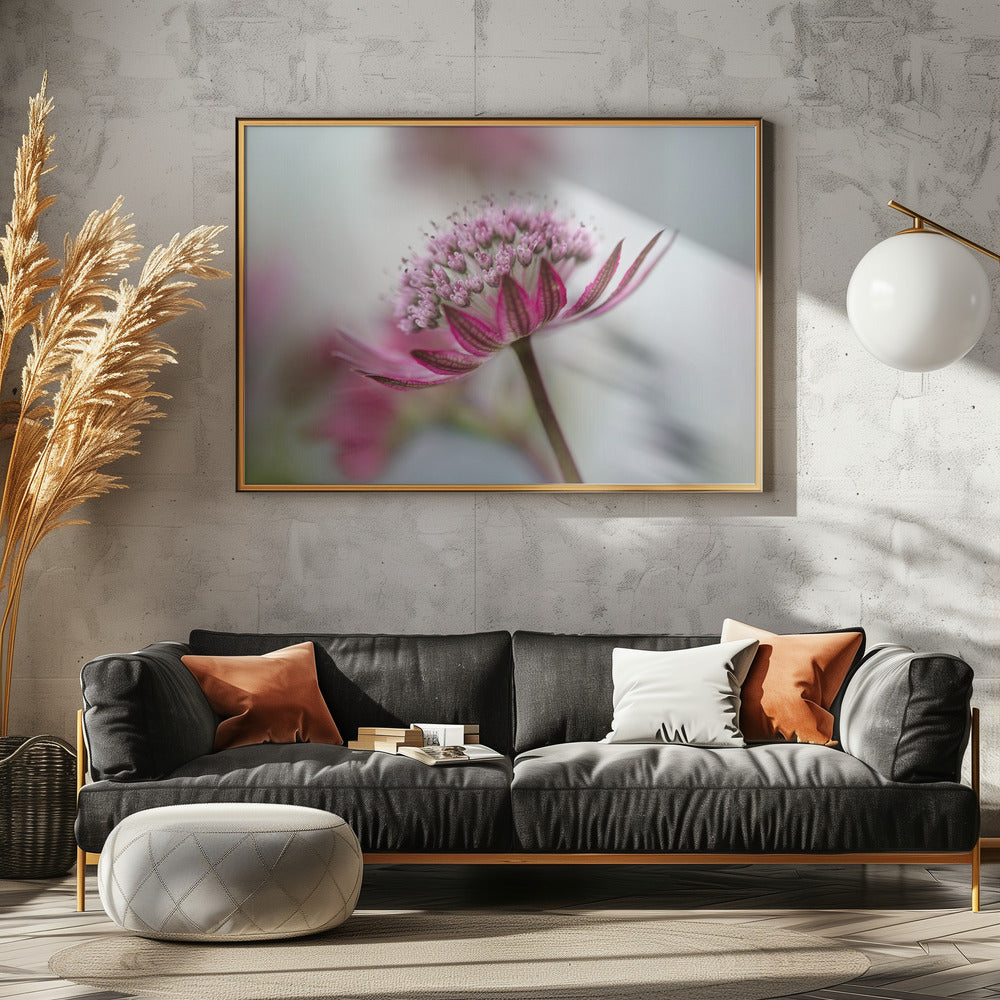 Astrantia | Poster