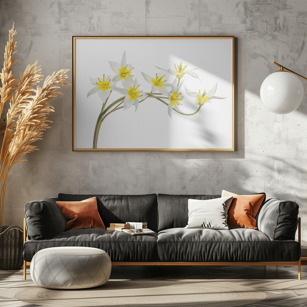 Tulipa Tarda | Poster