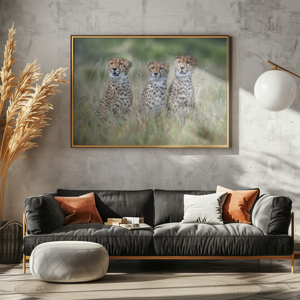 Cheetah cubs | Poster