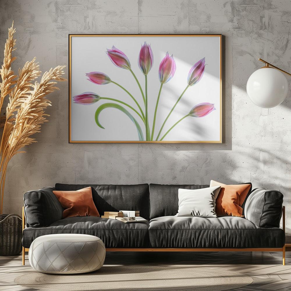 Tulipa | Poster
