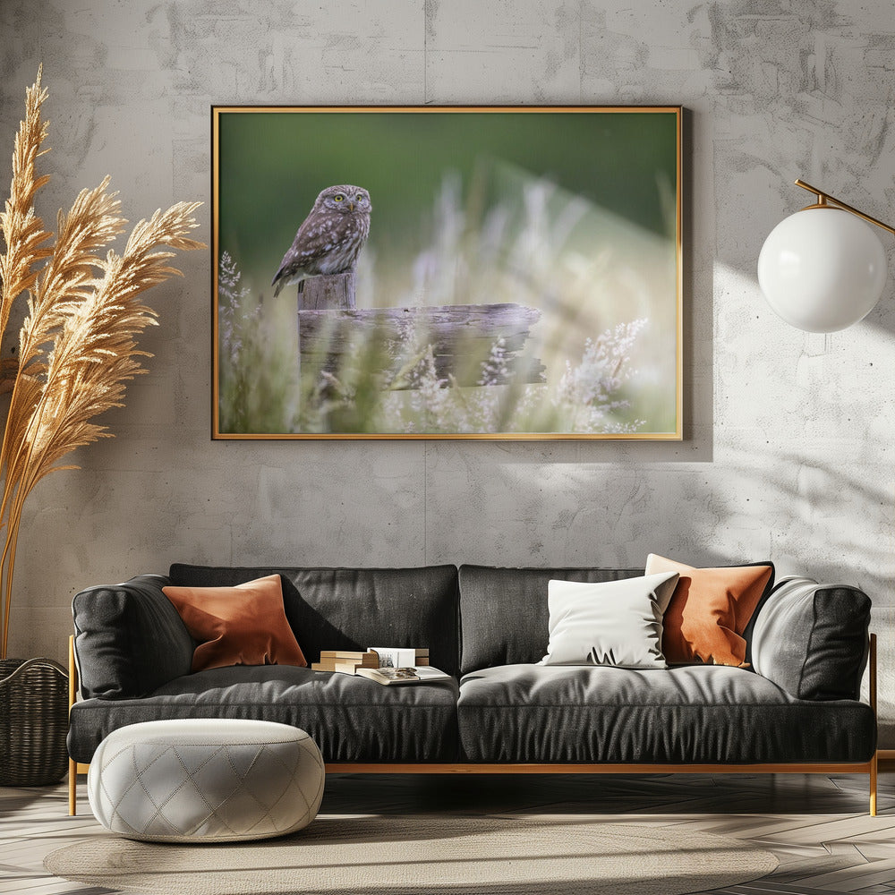 Little owl | Poster