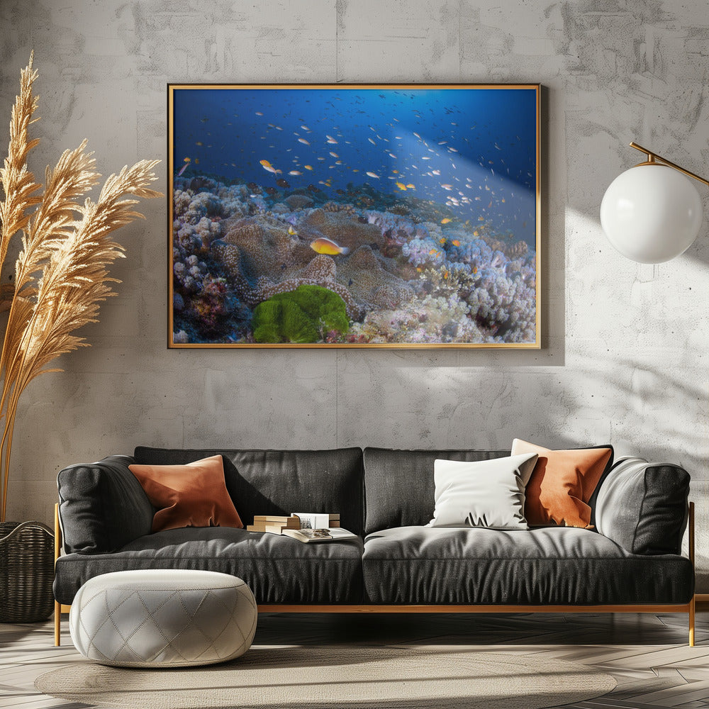 Anemon and Anthias | Canvas