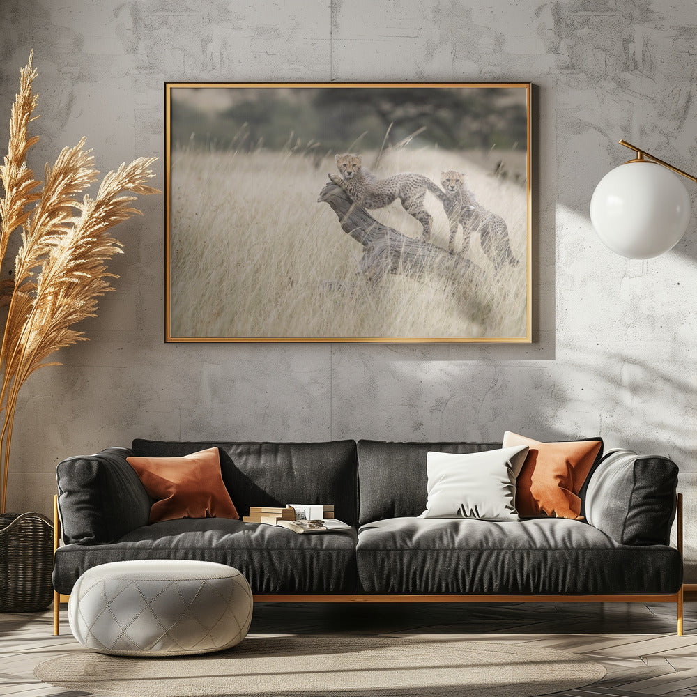 Curious Kitties | Poster