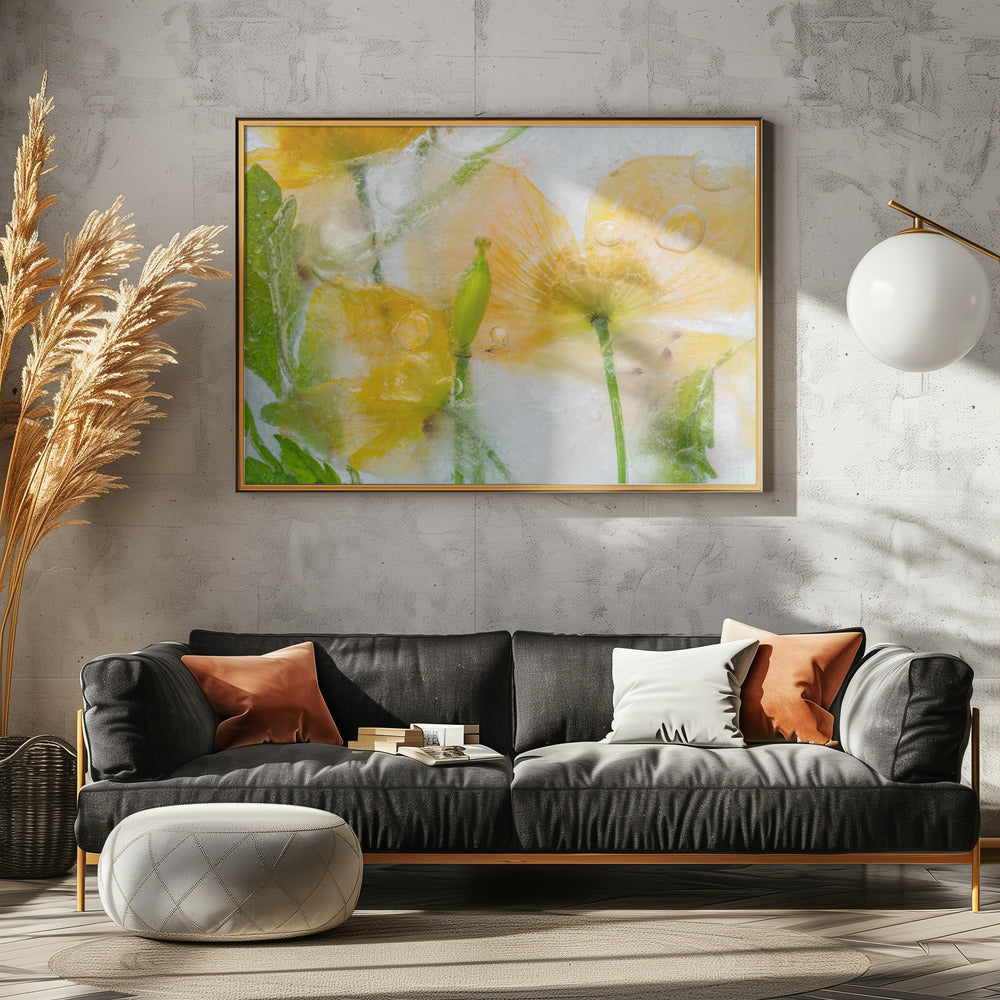 Meconopsis | Poster