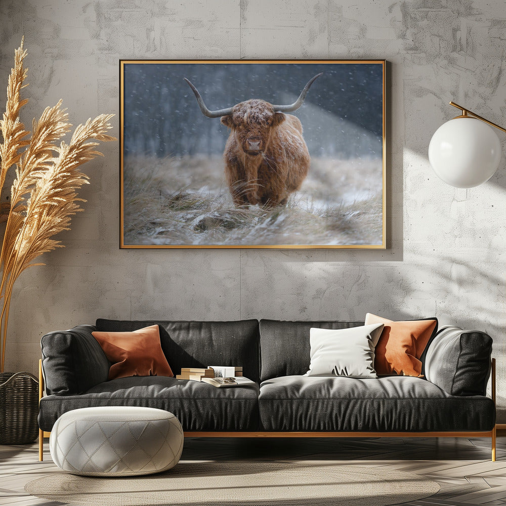 Snowy Highland cow | Poster