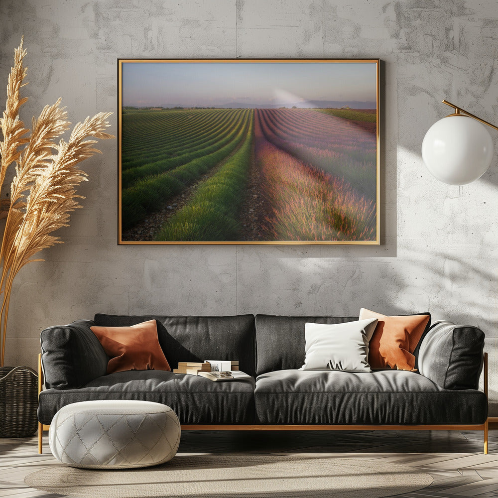 Field of lavender | Poster