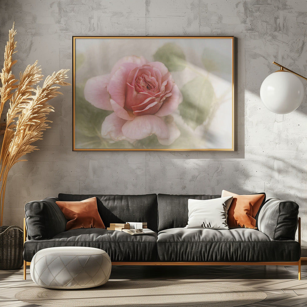 smooth rose | Canvas