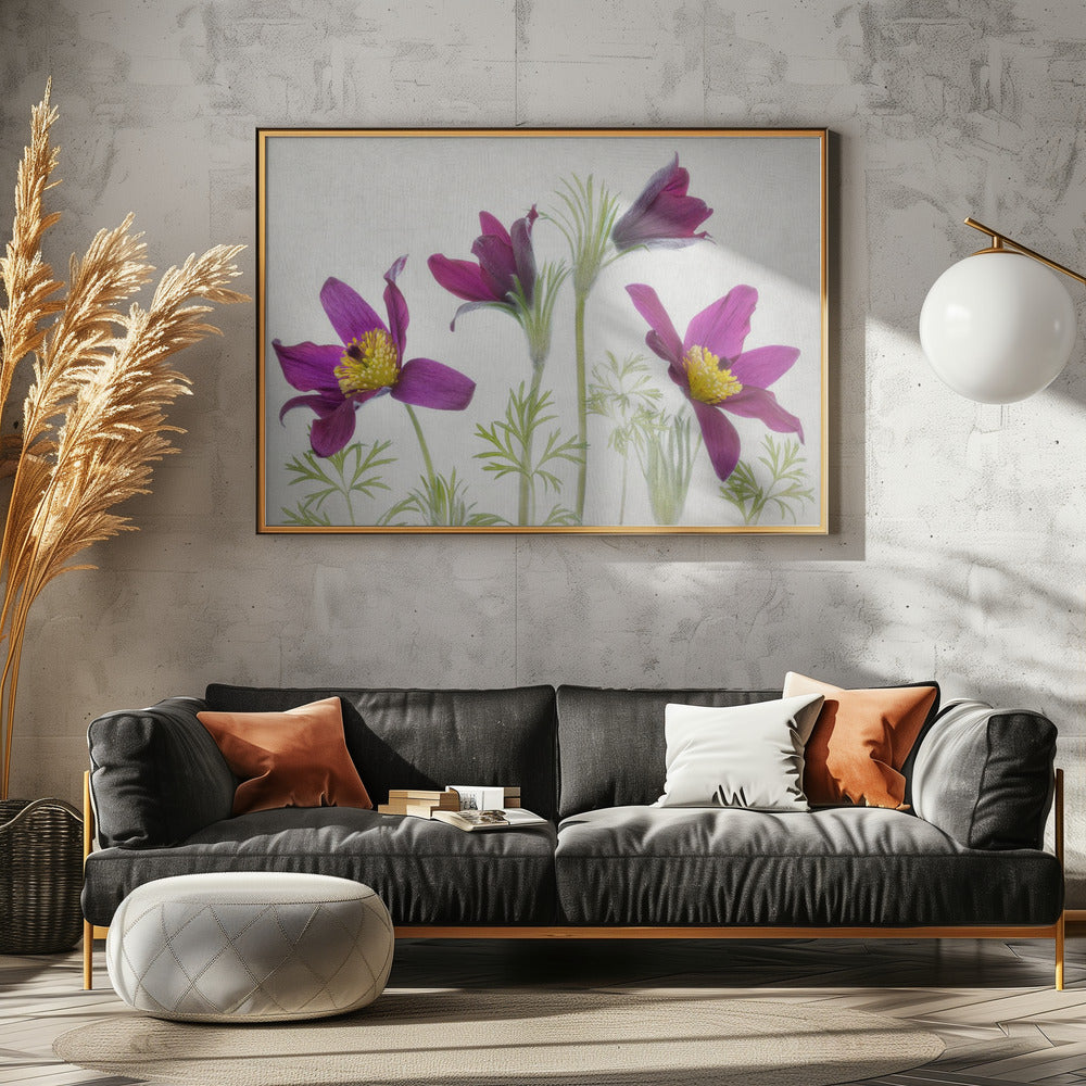 Pulsatilla | Canvas