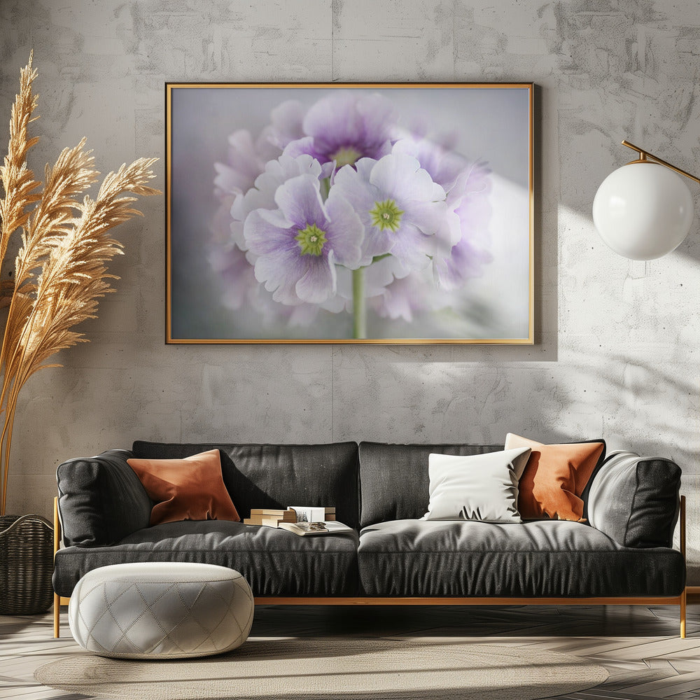 Primula | Poster