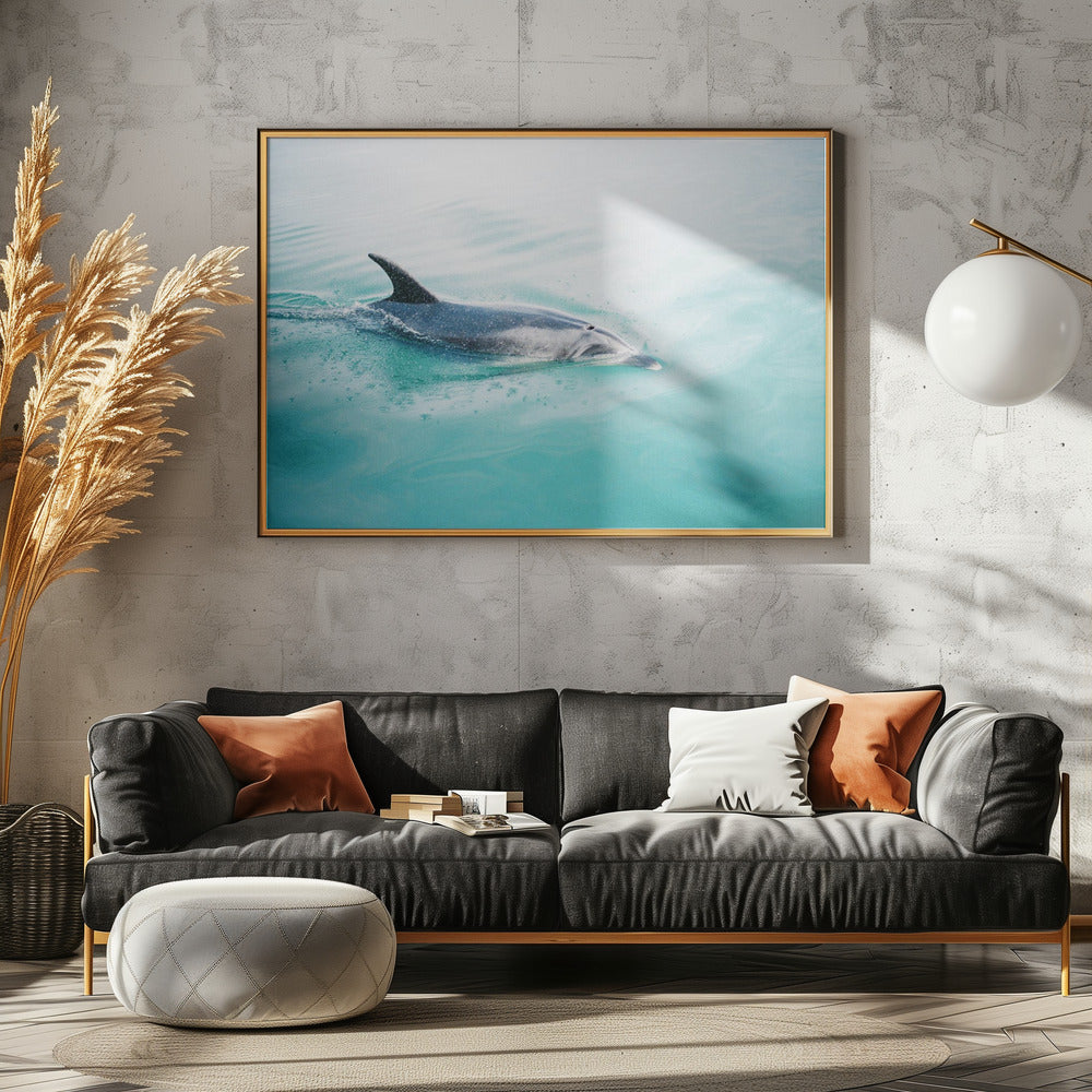 Dolphin N.Z. Northern | Canvas