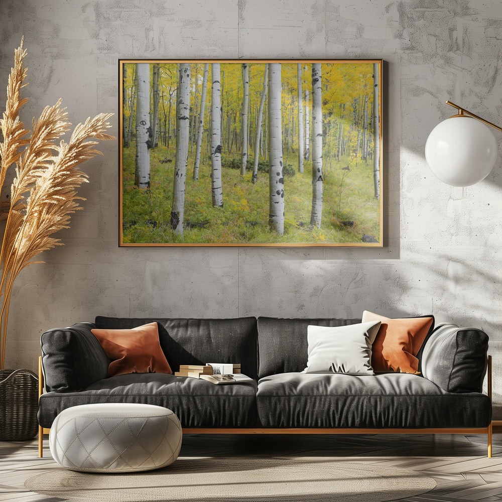 Yellow Birchs | Poster