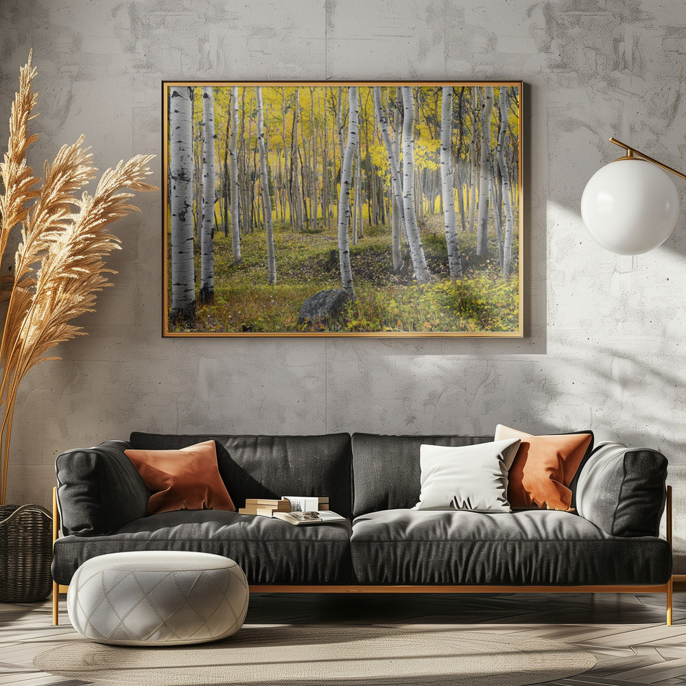 Autumn Birchs | Canvas