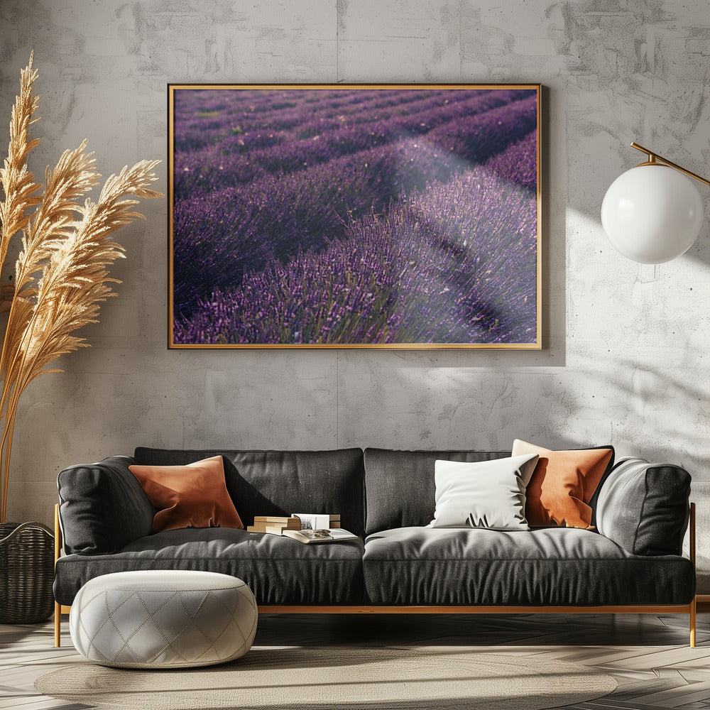 Provence Lavender | Poster