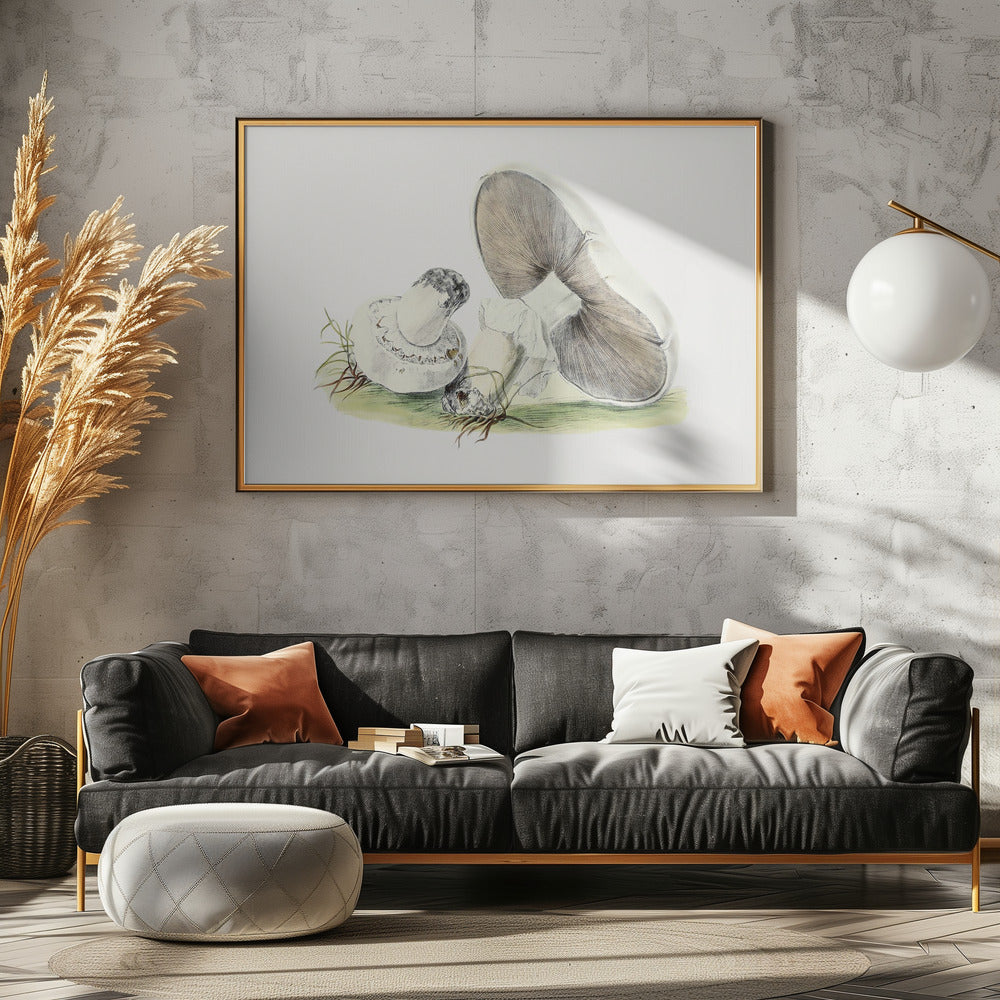 Hand Drawn Horse Mushroom | Canvas