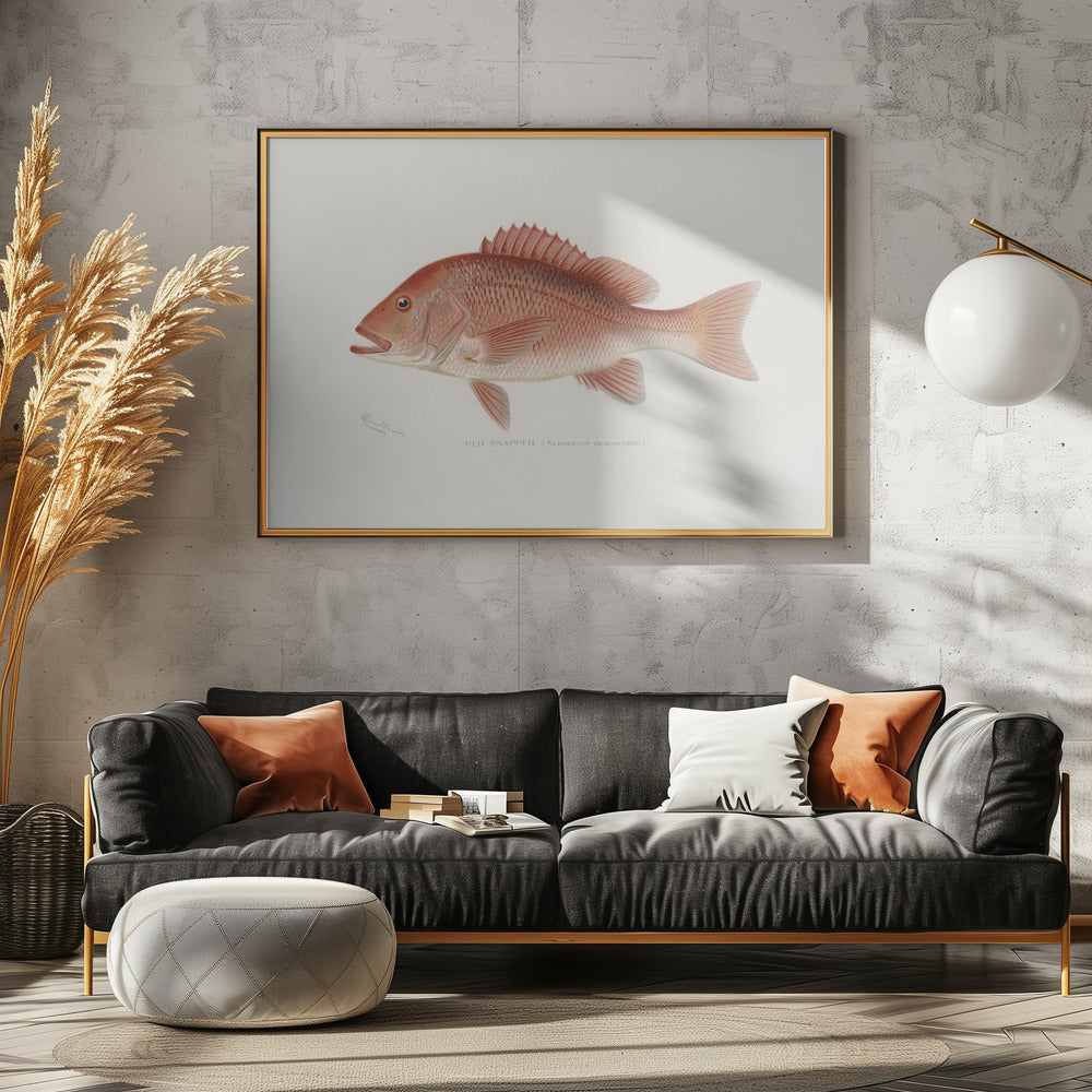 Red Snapper | Poster