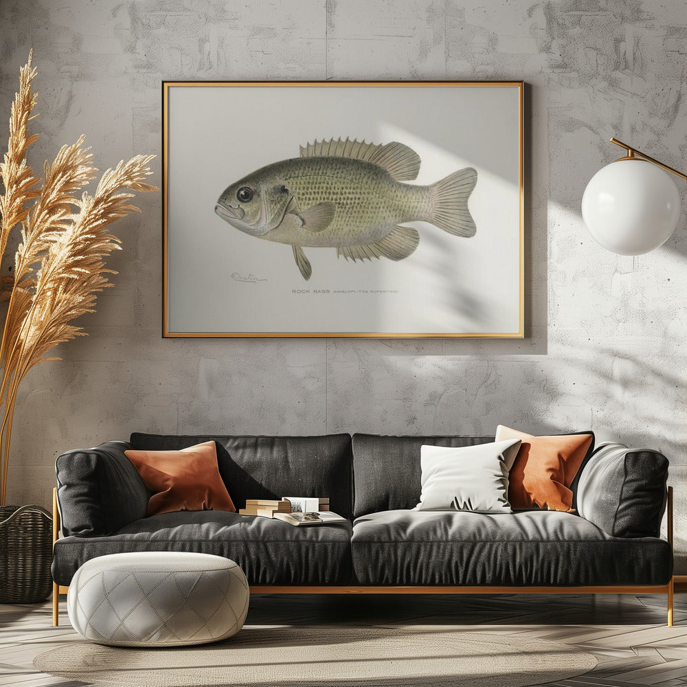 Rock Bass (ambloplites Rupestris) By Sherman F. Denton (1856 1937) | Poster