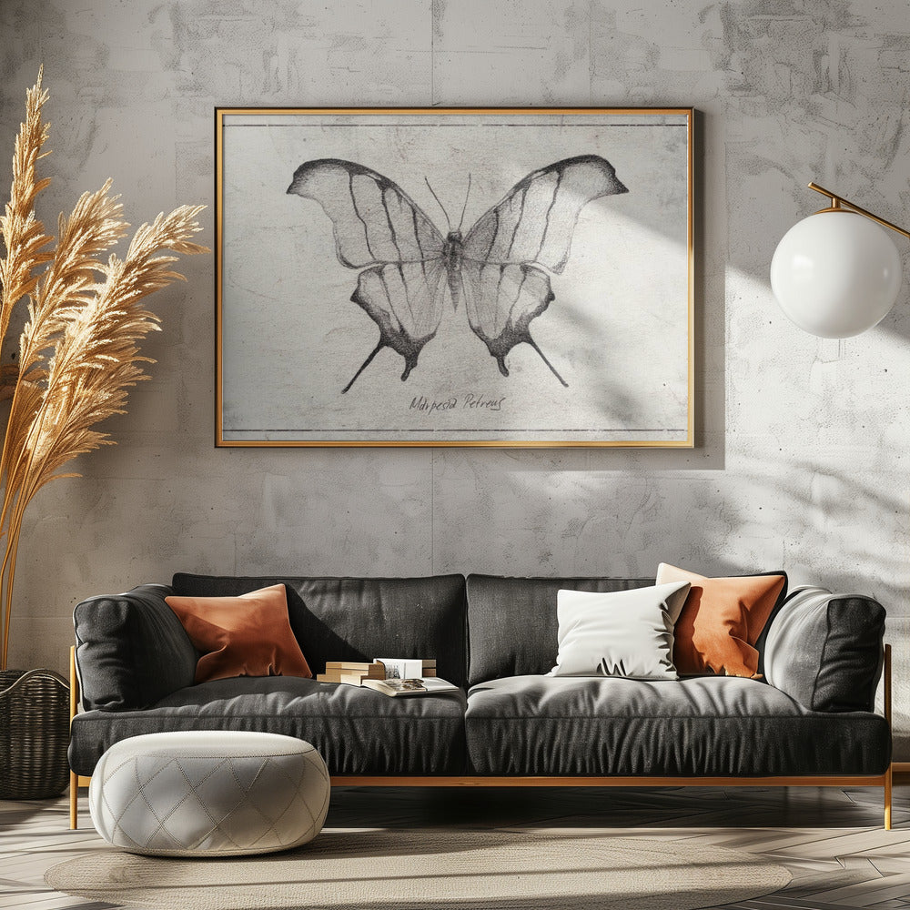 Marpesia Petreus | Canvas