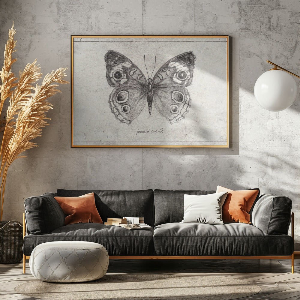 Butterfly Showcases Intricate Wing | Poster