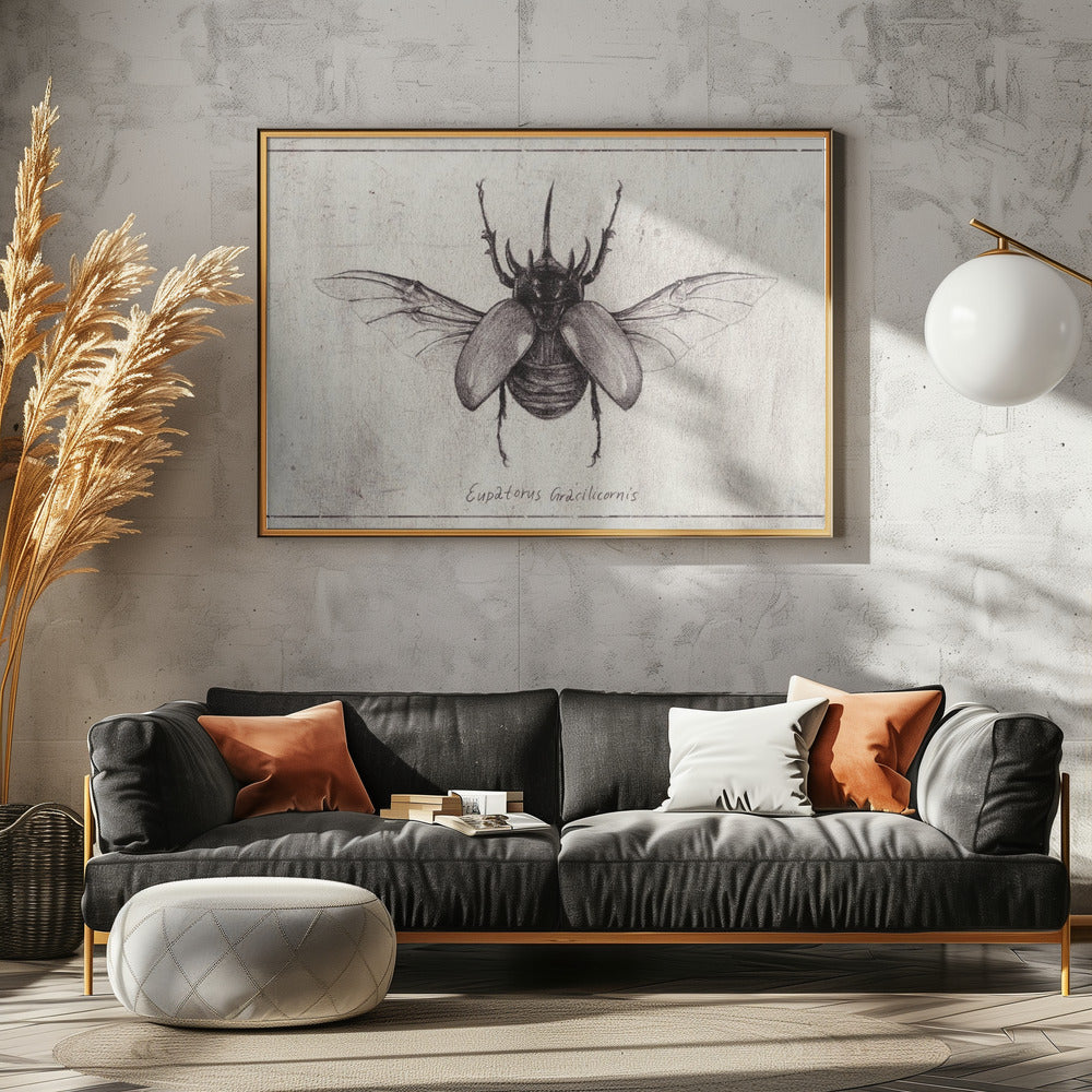 Pencil Drawing Of A Eupatorus Gracilicornis Beetle | Canvas