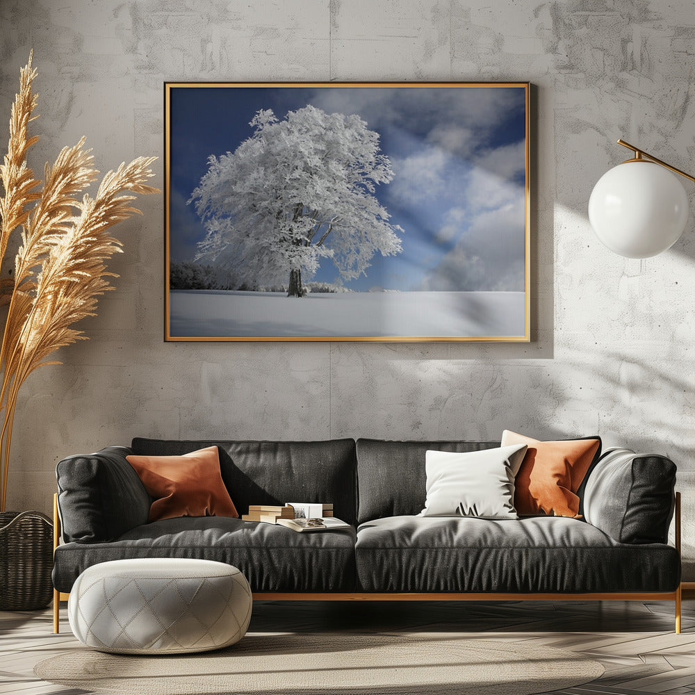 White Windbuche in Black Forest | Canvas