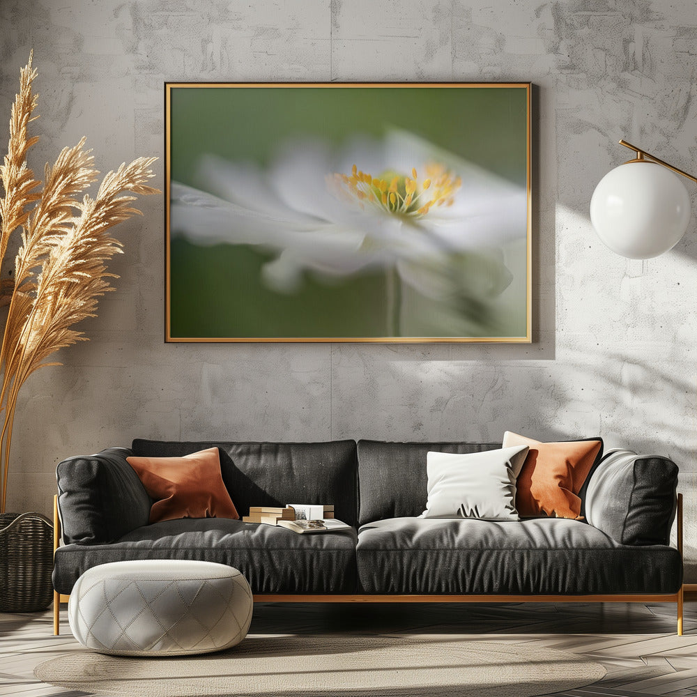 White Anemone | Canvas