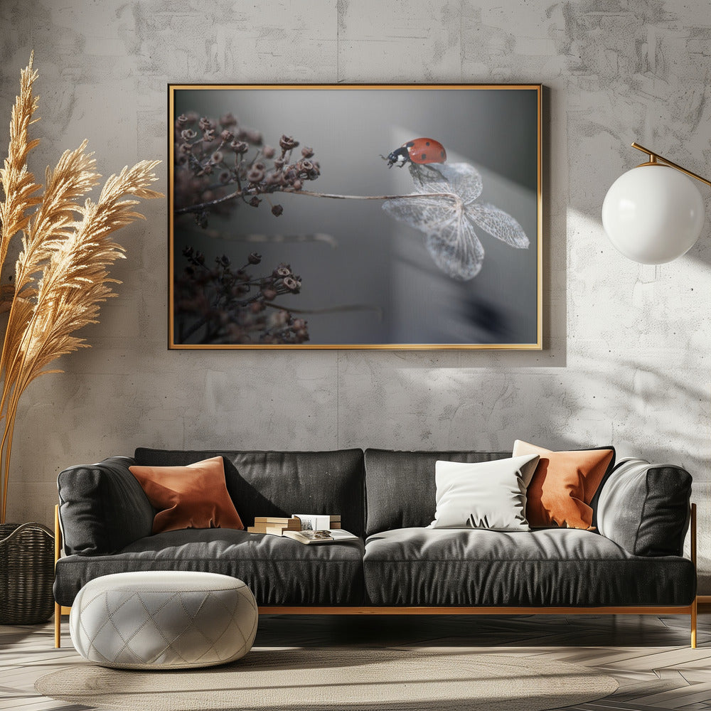 Ladybird on hydrangea. | Canvas