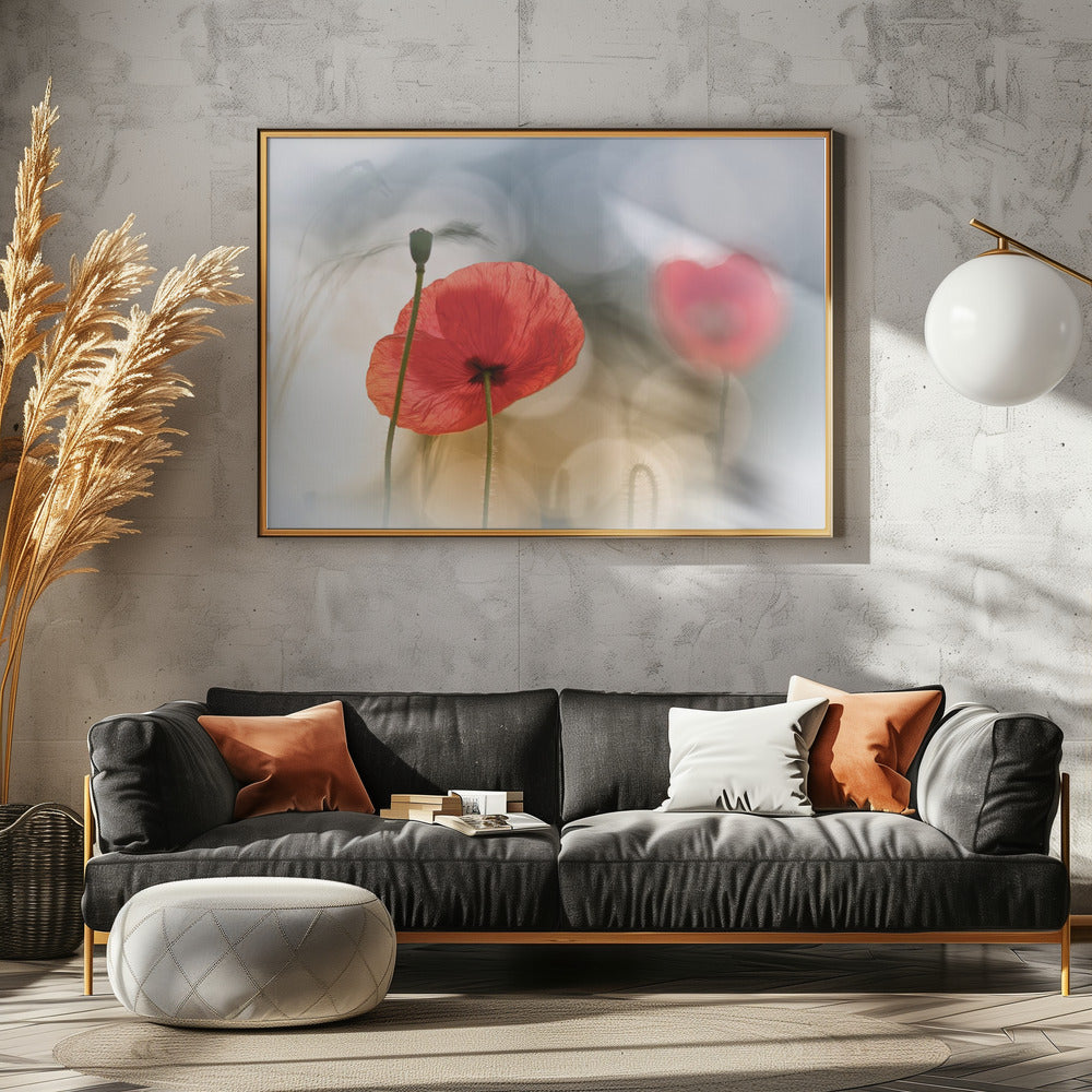 Morning Poppies | Canvas