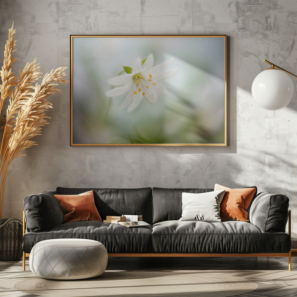 Spring Stitchwort | Canvas