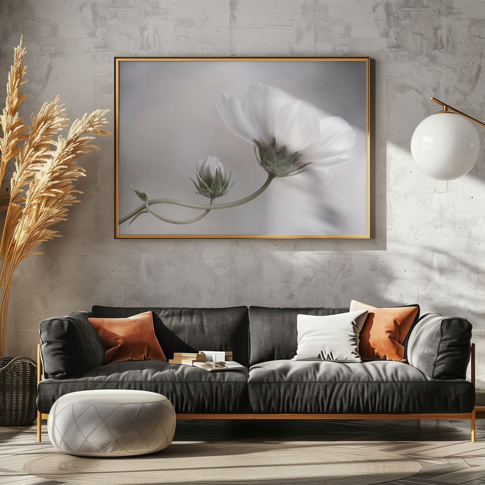 Simply Cosmos | Canvas