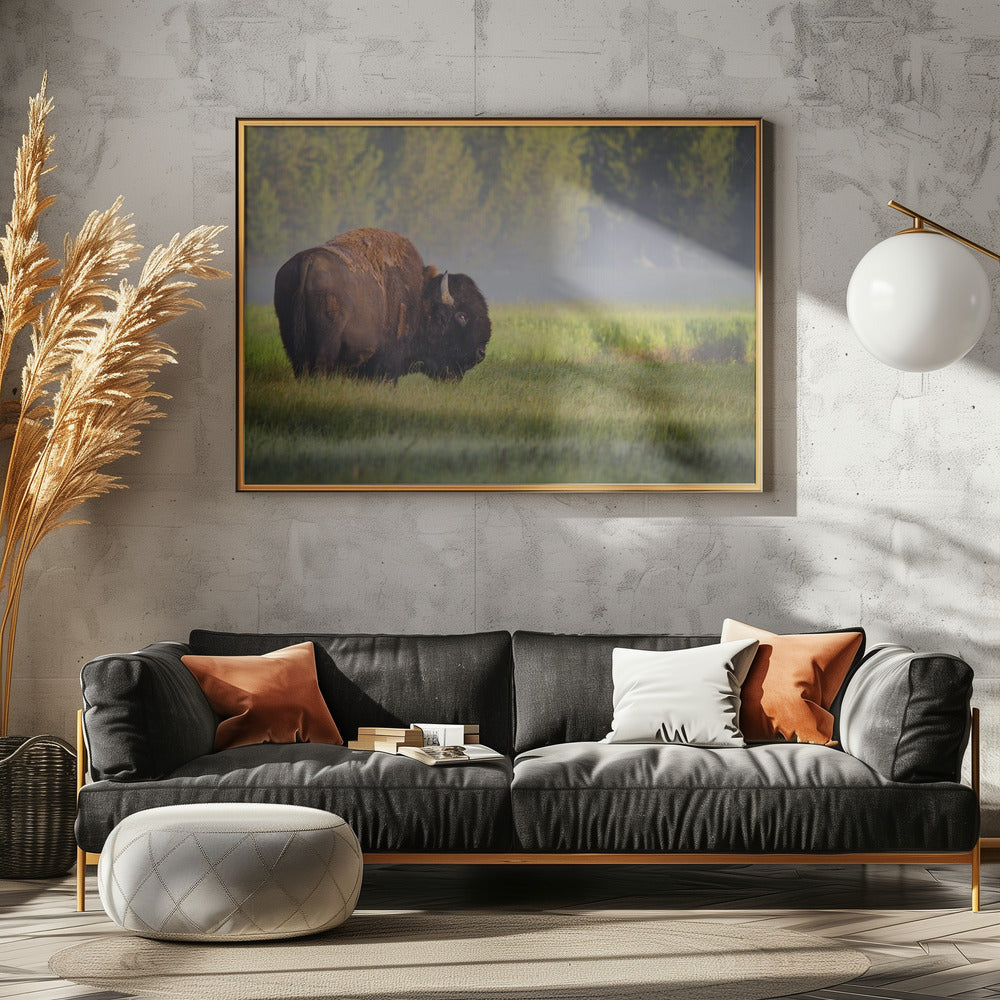Bison in Morning Light | Poster