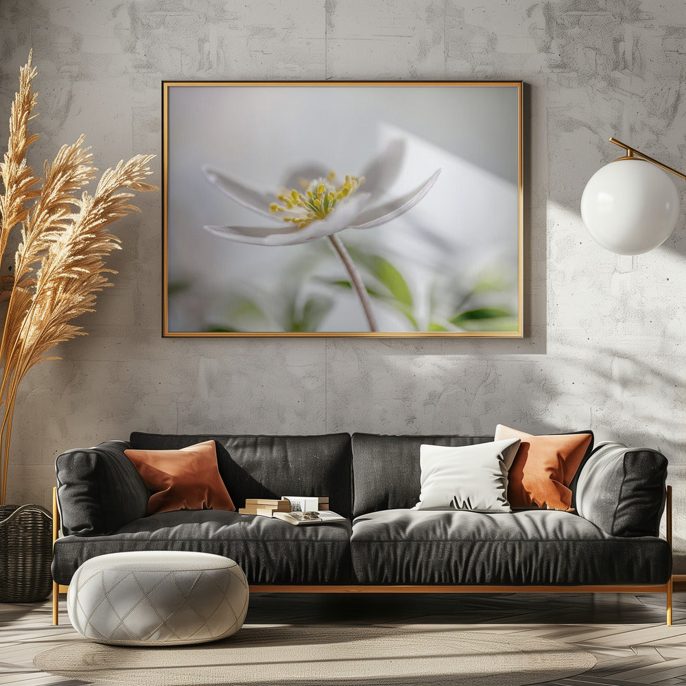 Wood Anemone | Poster