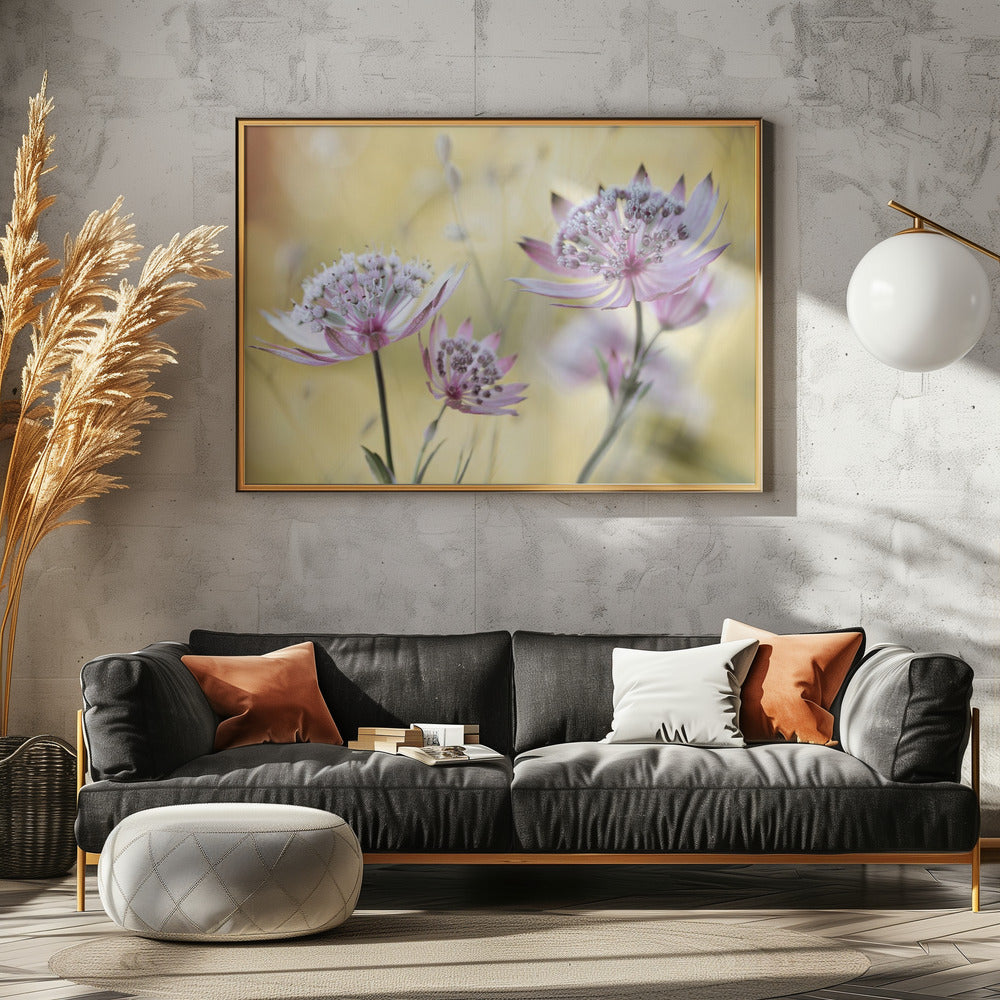 Astrantia Major | Poster