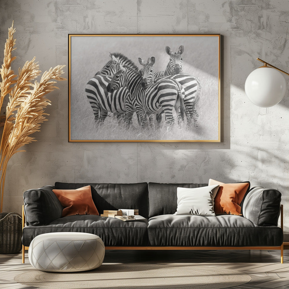 Zebras | Poster