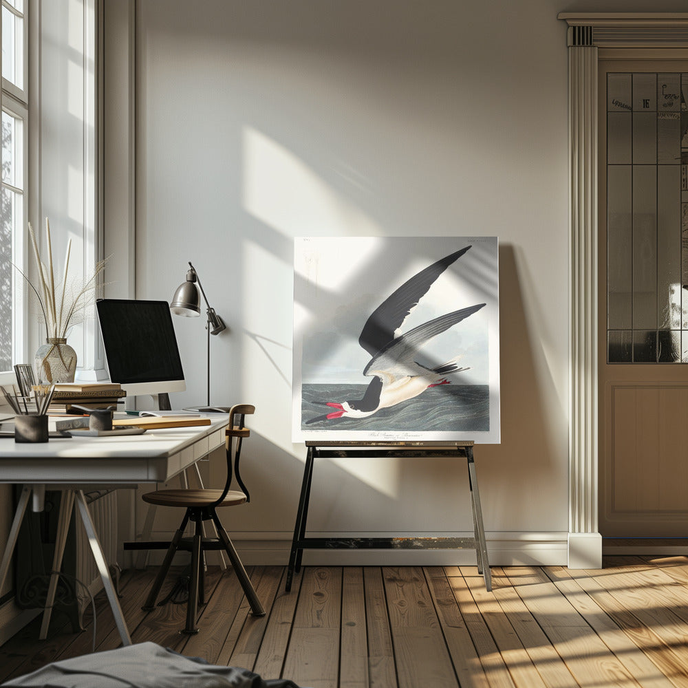 Black Skimmer From Birds of America (1827) | Canvas