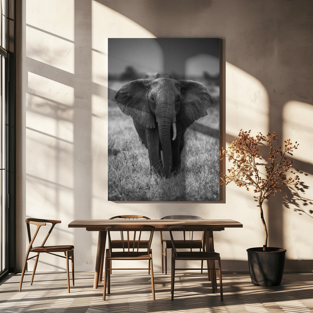 SINGULARITY | Canvas